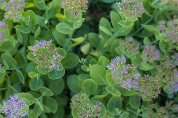 Mycket Vacker Blomstersäng Landskapsanpassning Och Miljöanpassning Abstrakt Bakgrund För Illustration — Stockfoto