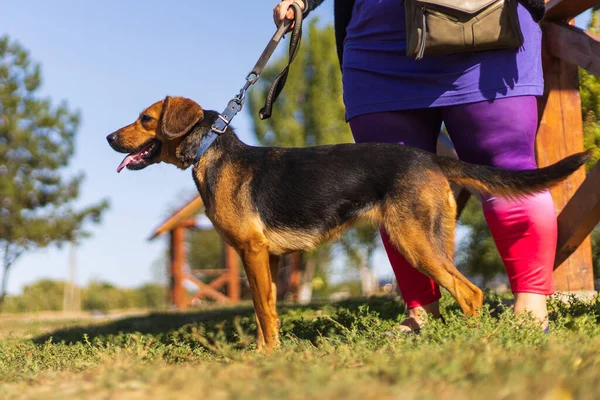 Background with a dog on a leash without a muzzle. Selective focus