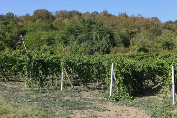 摩尔多瓦葡萄园 有各种葡萄酒品种 有选择的重点背景 — 图库照片