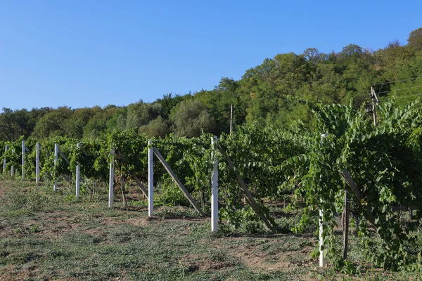 Vinhas Moldavas Com Castas Vinho Concentração Selectiva — Fotografia de Stock