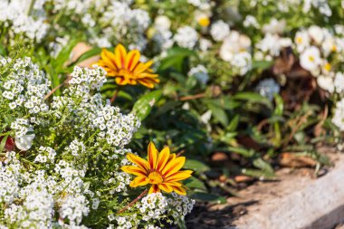 Çok güzel bir çiçek yatağı. Çevre düzenlemesi ve yeşillendirmesi. Güzel yeşil kentsel alanın resmedilmesi için soyut arkaplan.