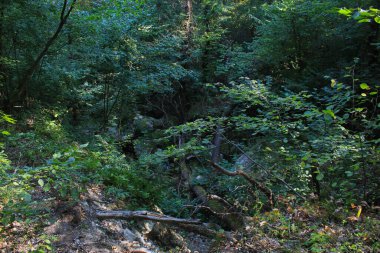 Sıcak bir yaz gününde, arka planda güzel vahşi orman.