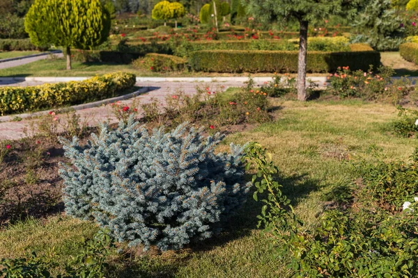 Abstract Background Beautifully Arranged Public Space City Park Excellent Landscaping — Stock Photo, Image