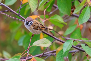 Kahverengi ve beyaz bir kuş bir ağacın dalına tünemiştir. Kuş yere doğru bakıyor.