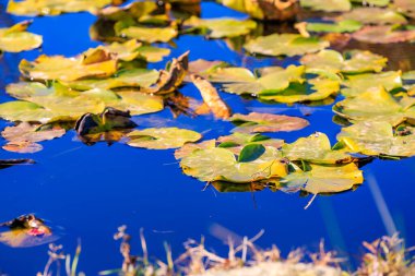 Suda bir sürü nilüfer yaprağı yüzen bir gölet. Su mavi ve nilüferler yeşil.