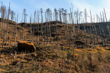 Tepenin yamacında seyrek ağaç kalıntıları olan ateş sonrası manzara.
