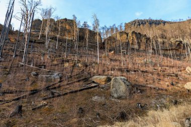 Berrak gökyüzünün altındaki kayalık arazide yangınlardan sonra çıplak ağaçlarla kaplı dağ manzarası.