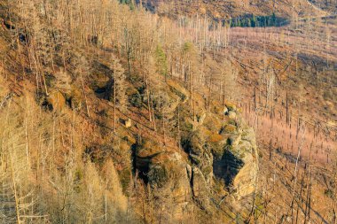 Güneşli ormanda seyrek ağaçlarla görkemli kayalık manzaralar..