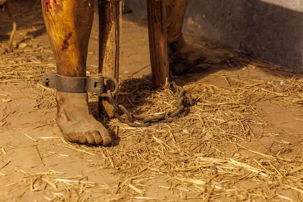 Prangalı ayaklar saman dolu bir yerde tarihi kölelik temasını tasvir ediyor. 18 Mart 2025, Madalyon, Çek Cumhuriyeti.