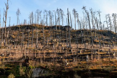 Yanmış dağ manzarasında güneş ışığı alan orman yeniden büyüyor..