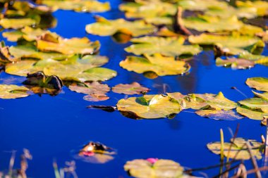 Yüzeyinde bir sürü nilüfer yaprağı yüzen bir gölet. Su mavi ve nilüferler sarı.