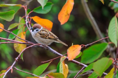 Küçük kahverengi bir kuş bir ağacın dalına tünemiştir. Kuş siyah gagalı kahverengi ve beyazdır. Ağaç yapraklarla dolu ve kuş onlarla çevrili.