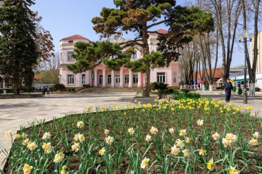 Önünde ağaç olan büyük pembe bir bina. Ağaç sarı çiçeklerle çevrilidir. 1 Nisan 2024 Balti Moldova