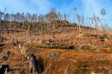 Ağaç kütükleri ve mavi gökyüzü olan ormansız bir yer..