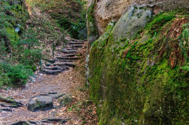 Taş basamakları ve yosun kaplı kayaları olan manzaralı orman yolu..