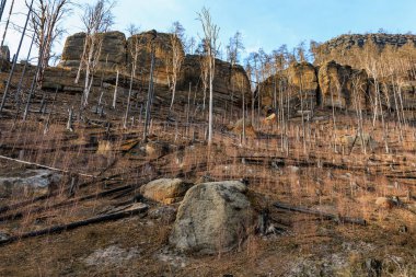 Açık mavi gökyüzünün altında seyrek orman ağaçlarıyla kayalık uçurum.
