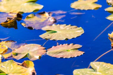 Yüzeyinde birçok yaprağın yüzdüğü bir gölet. Yapraklar çoğunlukla kahverengidir, bu da yaşlı olduklarını ve bitkilerden düştüklerini gösterir. Gölet sakin ve huzurlu.