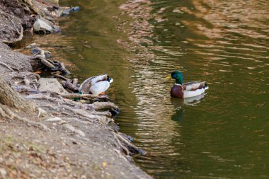 Doğal ortamda Mallard ördekleri yüzüyor ve nehir kenarında dinleniyor..