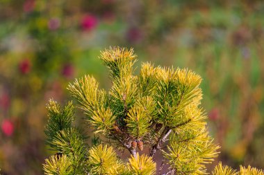 Yeşil yapraklı ve kahverengi uçlu bir ağaç. Ağaç çimlerle çevrili.