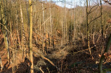 Sonbahar orman manzarası çıplak ağaçlar ve devrilmiş dallarla ormanlık alanda.