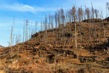 Çorak yamaçlar, açık mavi gökyüzünün altında ölü ağaçlar..