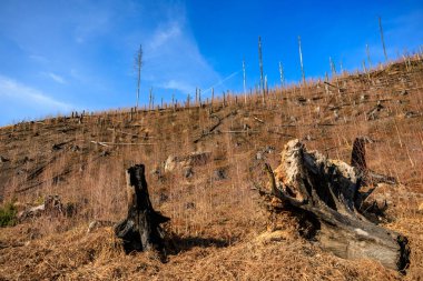 Mavi gökyüzü ve yamaçta ağaç kütükleri olan ormansız bir arazi..