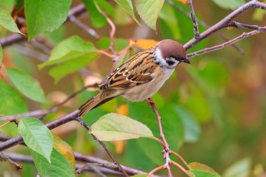 Kahverengi ve beyaz bir kuş bir dala tünemiştir. Kuş küçük ve kahverengidir ve beyaz karınlıdır. Dal yeşil ve üzerinde yapraklar var.