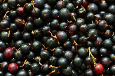 Kuş üzümü yığını. Desenli arkaplan