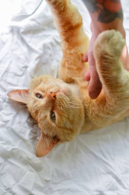 Güzel kırmızı kedi güneşli bir günde pencere eşiğinde yatıyor. Sevimli kırmızı kedi beyaz bir yatak örtüsünün üzerinde yatıyor. Yakın plan. Evcil hayvan evde dinleniyor. Metin için bir yer.