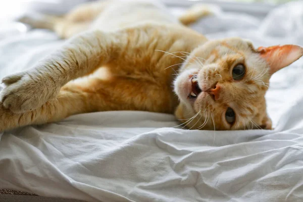 아름다운 고양이가 창턱에 귀여운 고양이가 침대위에 클로즈업 동물은 집에서 문자가 — 스톡 사진