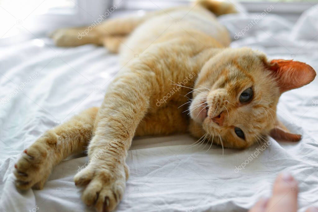 Beautiful red cat lies on the windowsill on a sunny day. Cute red cat lies on a white bedspread. Close-up. The pet is resting at home. A place for text.