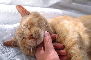 Beyaz bir arka planda, beyaz bir battaniyenin üzerinde kırmızı bir kedinin pençesi. Kızıl Kedi. Bir çocuk ve bir kedi. Bir kedinin elleri ve pençeleri.