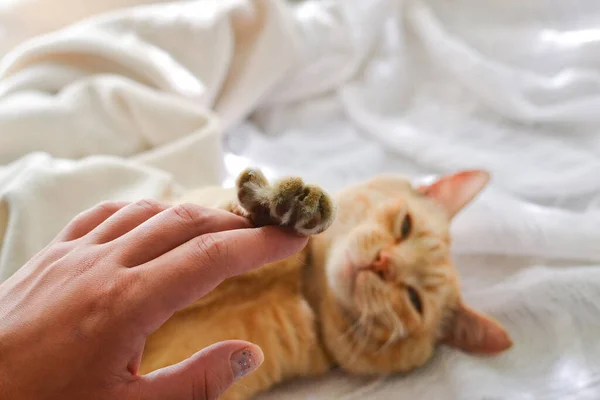 Paw Red Cat White Background White Blanket Red Cat Child — Stock Photo, Image