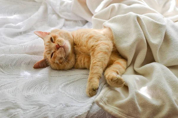 담요에 고양이 창문에서 나오는 아름다운 고양이가 — 스톡 사진