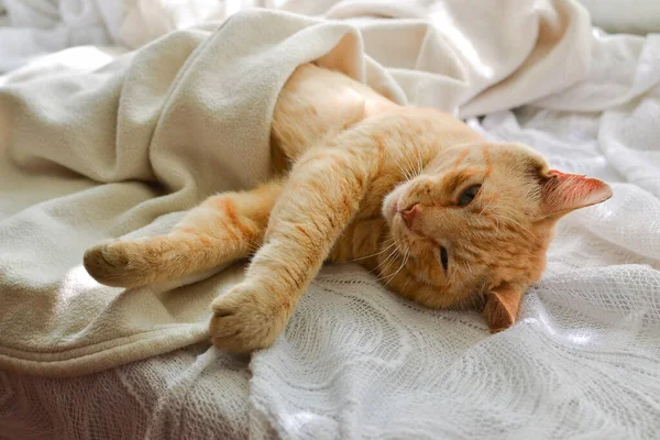 담요에 고양이 창문에서 나오는 아름다운 고양이가 — 스톡 사진