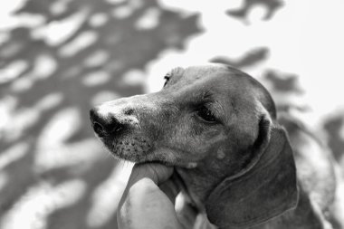 Evcil bir köpeğin siyah beyaz portresi. Üzgün bakışlı bir Dachshund. Kadın eliyle köpeği okşar..