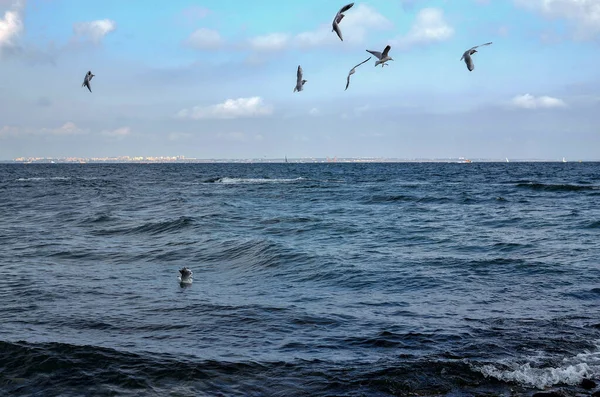 Gaviotas Mar Báltico — Foto de Stock