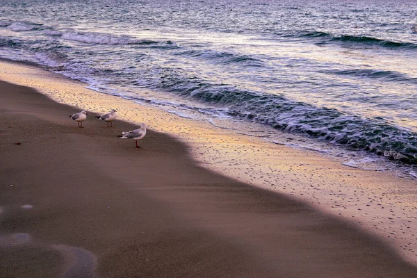 La orilla del mar de la tarde. Olas tranquilas junto al mar o al océano. — Foto de Stock