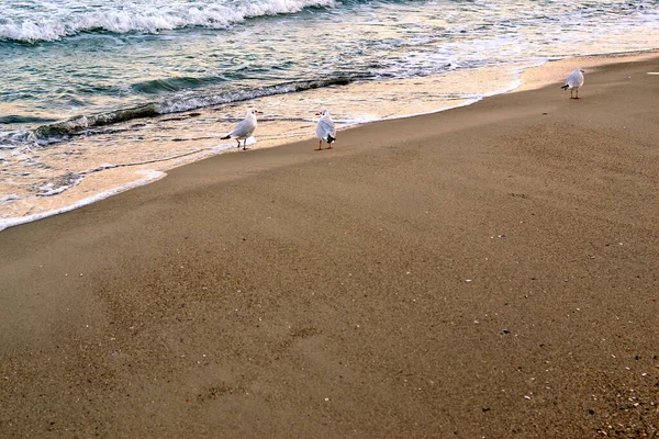 La orilla del mar de la tarde. Olas tranquilas junto al mar o al océano. — Foto de Stock