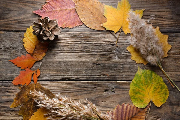 Sonbahar konsepti. Çok renkli sonbahar yaprakları. Üst Manzara. Ahşap arkaplan.