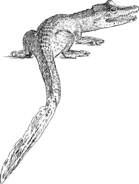 Dessin Manuel Petit Crocodile — Image vectorielle