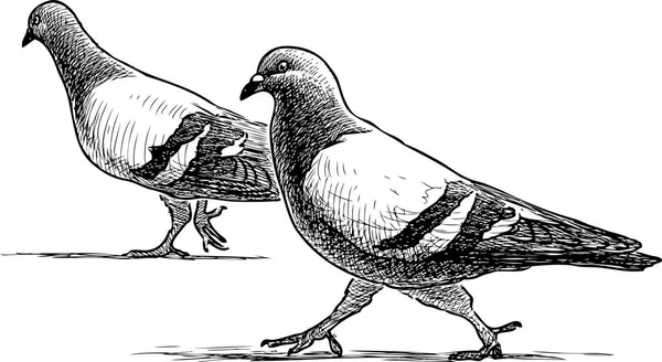 Pair Pigeons Stroll — Stock Vector