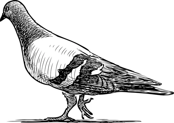 歩いて鳩のベクトル描画 — ストックベクタ