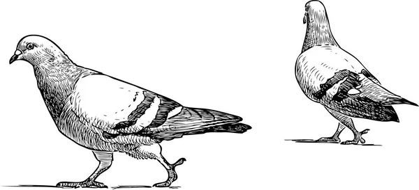 Página 20  Vetores e ilustrações de Limpador pombos para download