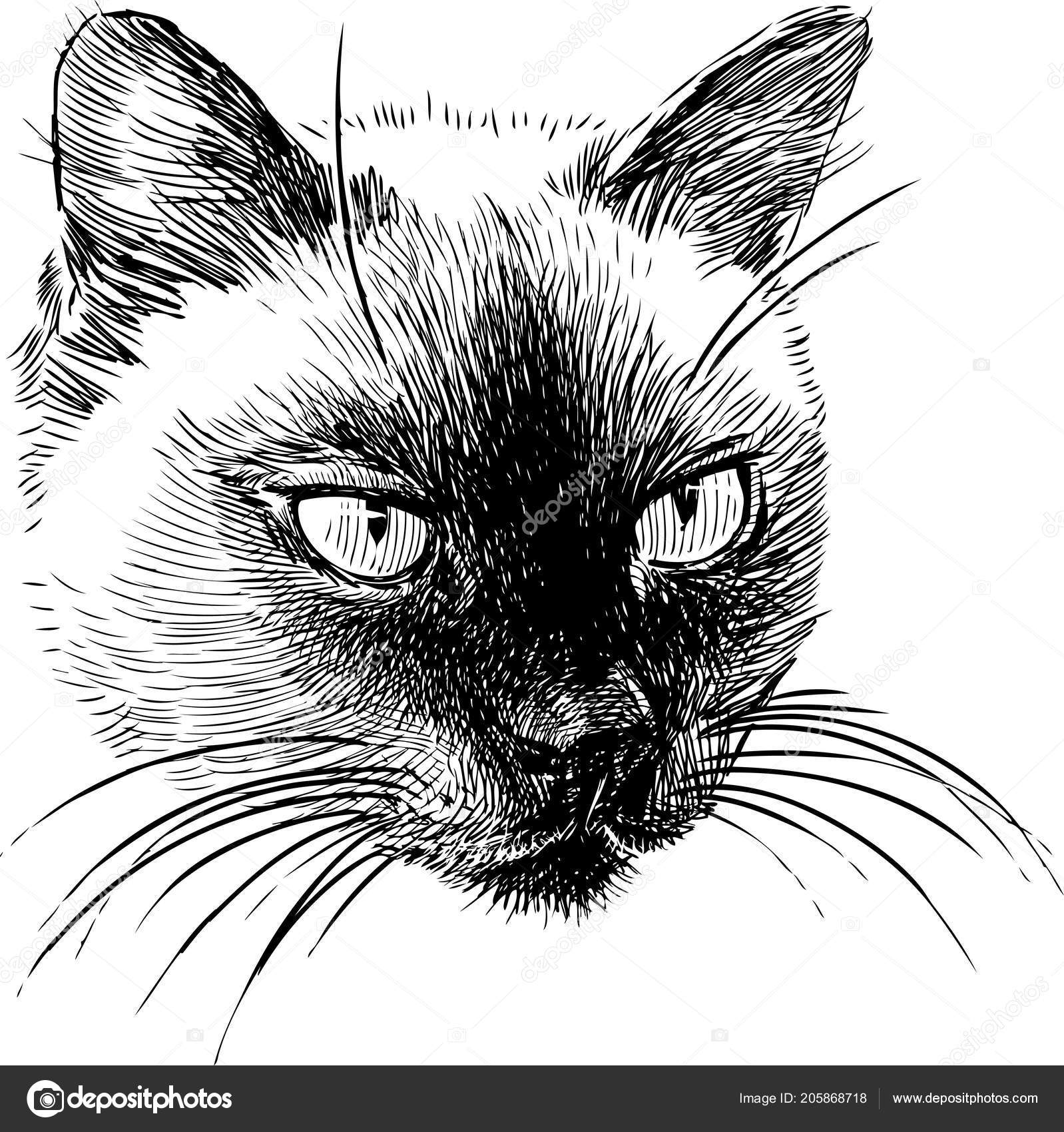 Drawing Of Siamese Cat Sketch Portrait Siamese Cat Stock