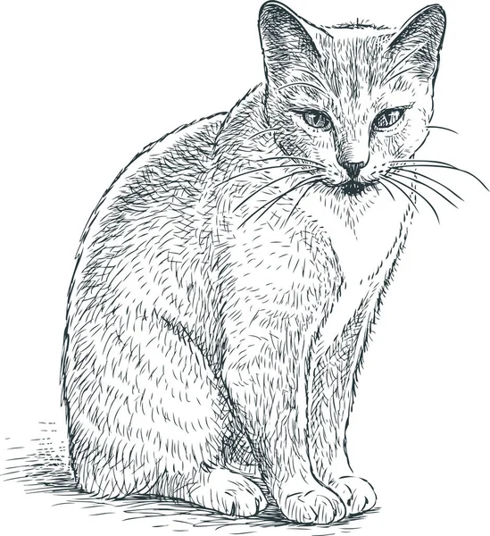 Bosquejo Gato Doméstico Gris — Vector de stock