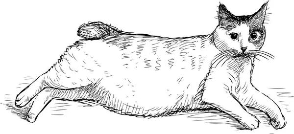 두꺼운 고양이의 스케치 — 스톡 벡터