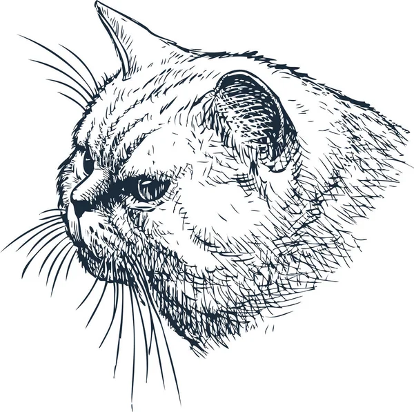 Sketch Head House Cat — Stock Vector