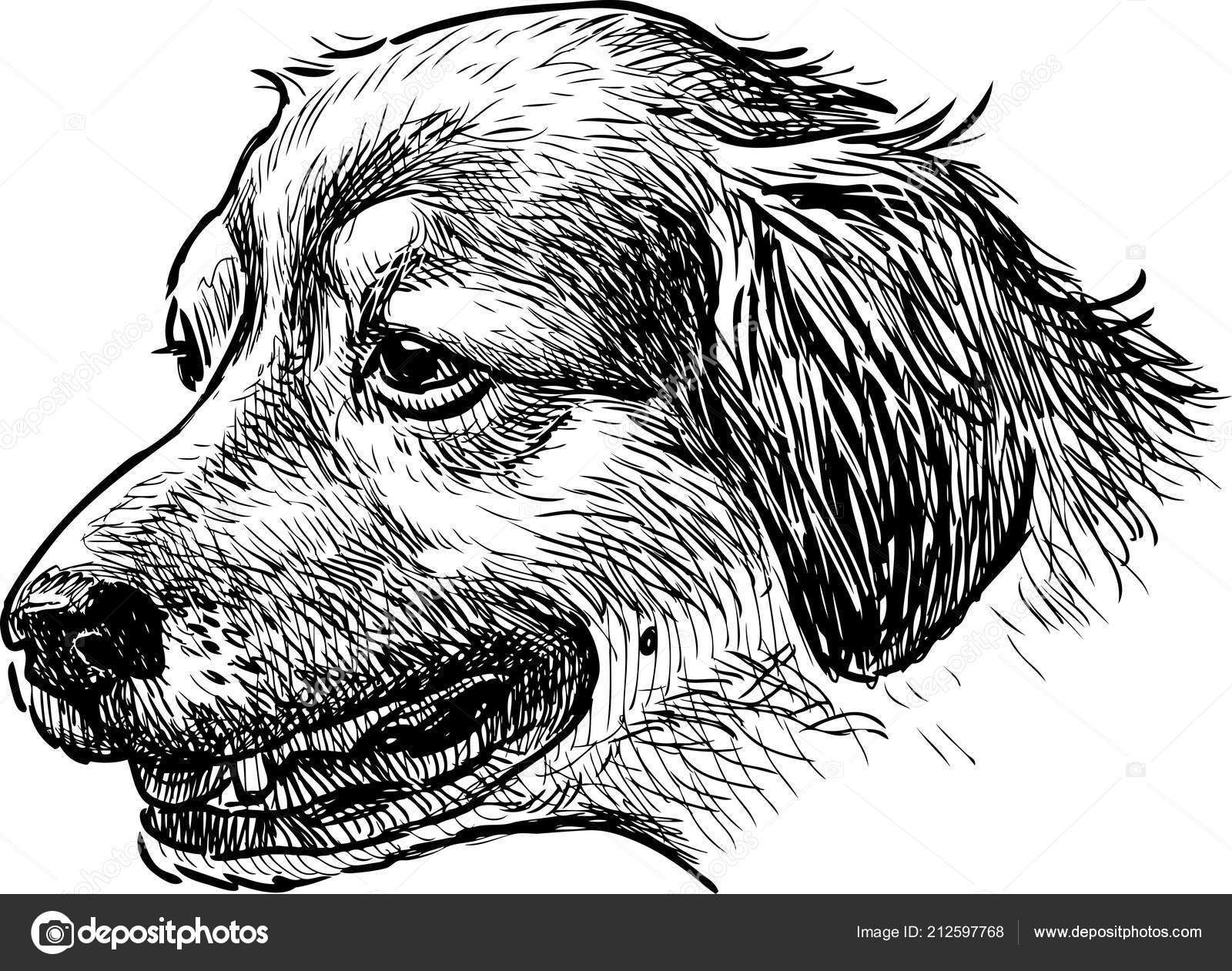 Portrait Old Dog Stock Vector by ©alekseimakarov 212597768