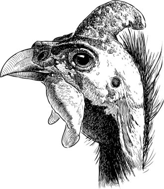 Hand drawing of a head of a male guinea fowl clipart